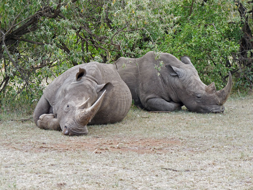 White Rhinoceroses, Maasai Mara