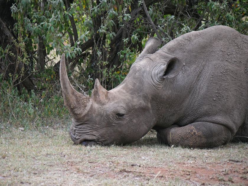 White Rhinoceros, Maasai Mara