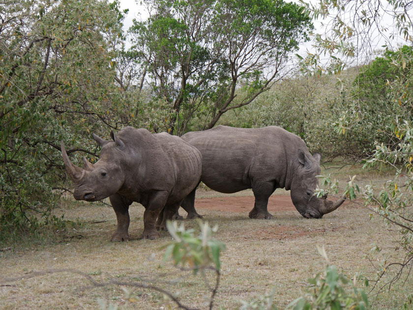 White Rhinoceroses, Maasai Mara