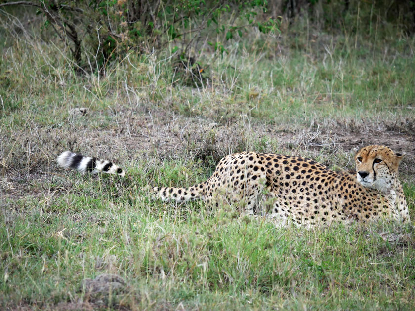 Cheetah in Grass, Maasai Mara