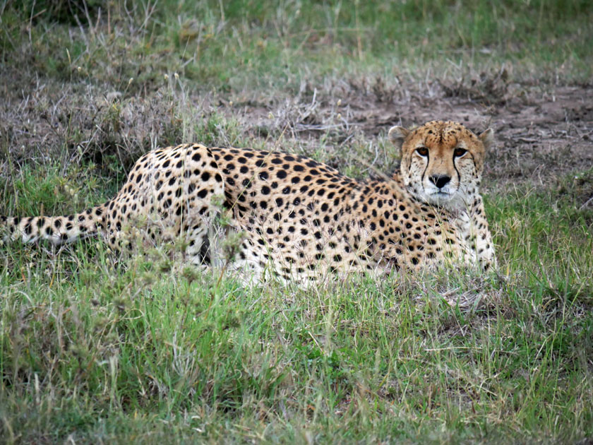 Cheetah in Grass, Maasai Mara