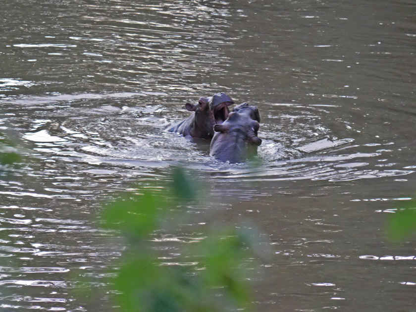 Hippopotamuses Outside Mara Safari Club Tent