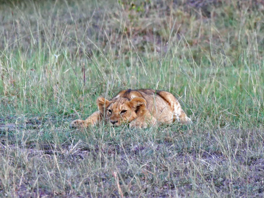 Lion, Maasai Mara