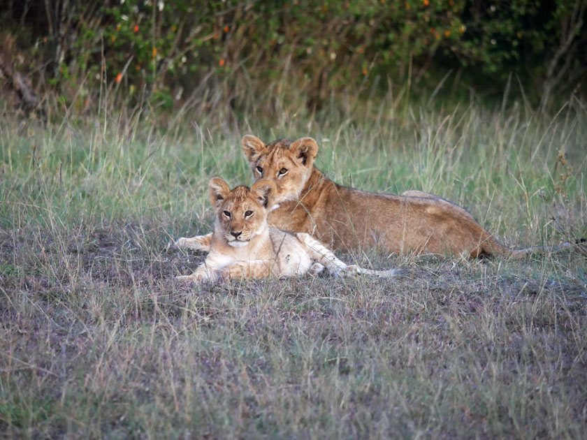 Lion and Cub, Maasai Mara