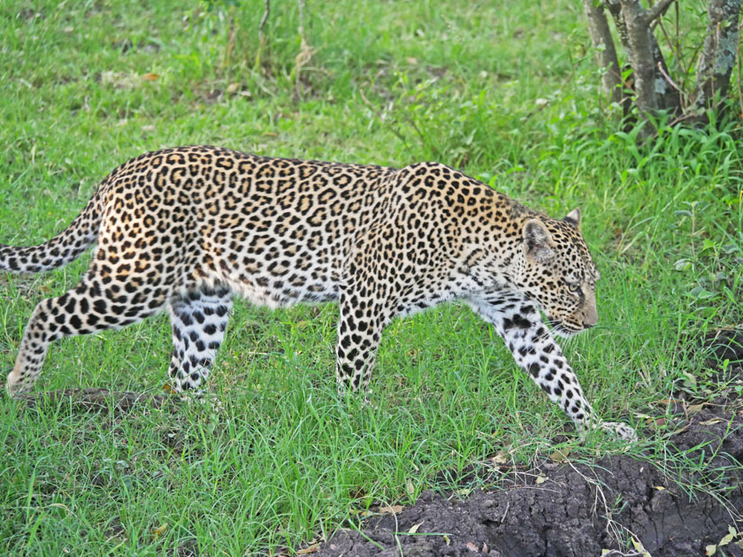 Leopard, Maasai Mara