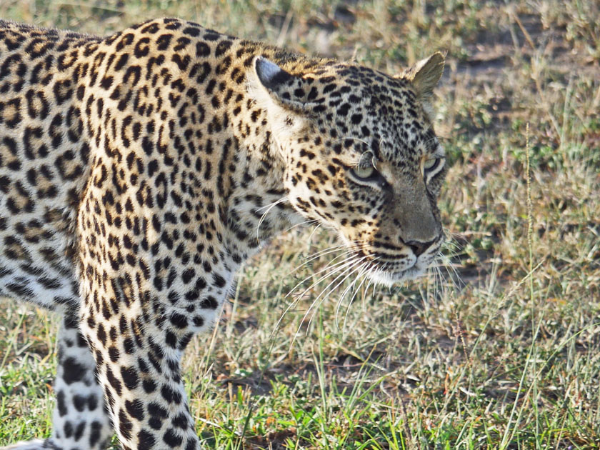 Leopard, Maasai Mara