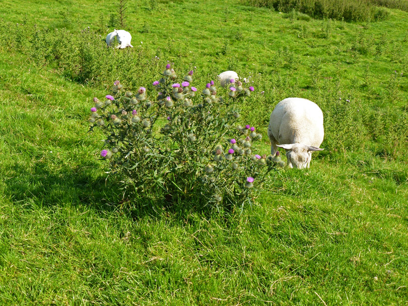 Sheep and Thistle at Hadrian's Wall