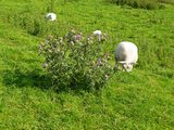 Sheep and Thistle at Hadrian's Wall