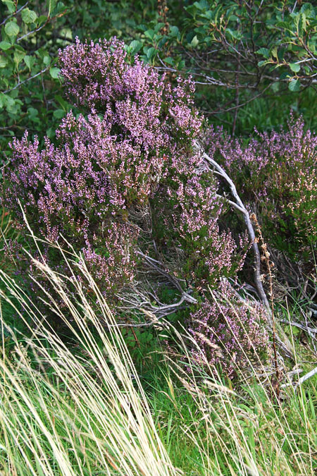 Heather Along Path to Loch Morlich, Cairngorm Mountain