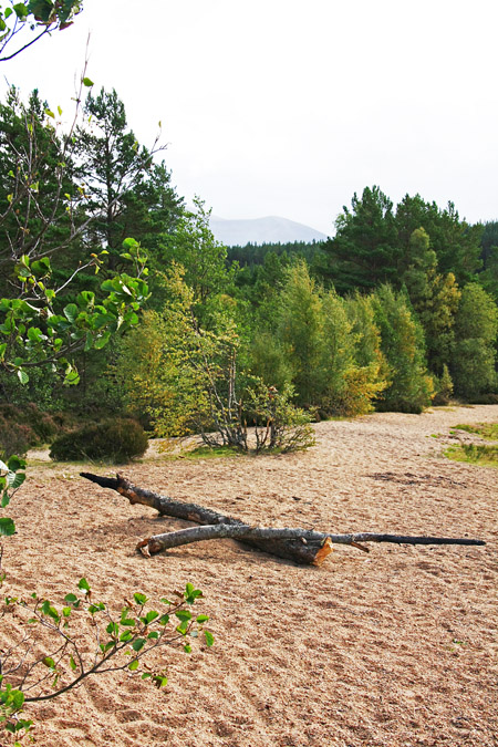 Beach at Loch Morlich, Cairngorm Mountain