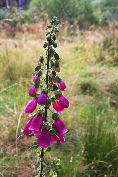 Foxglove Flower