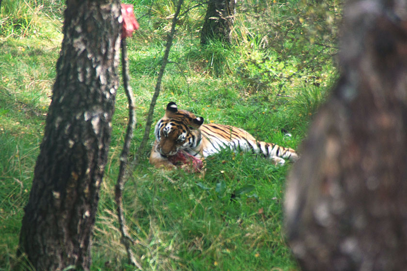 Amur Tiger at Highland Wildlife Park, Kingussie