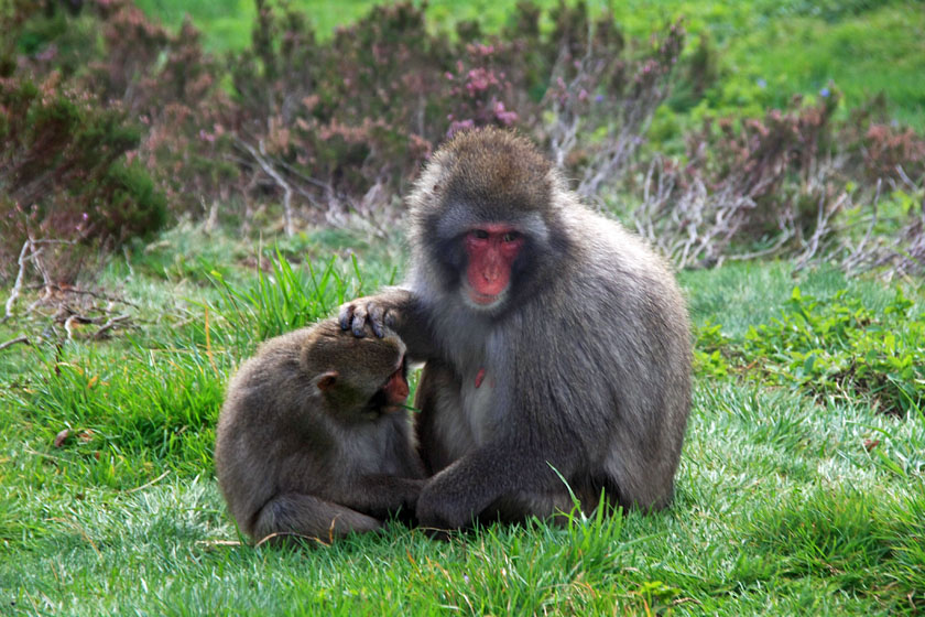 Japanese Macaque at Highland Wildlife Park, Kingussie