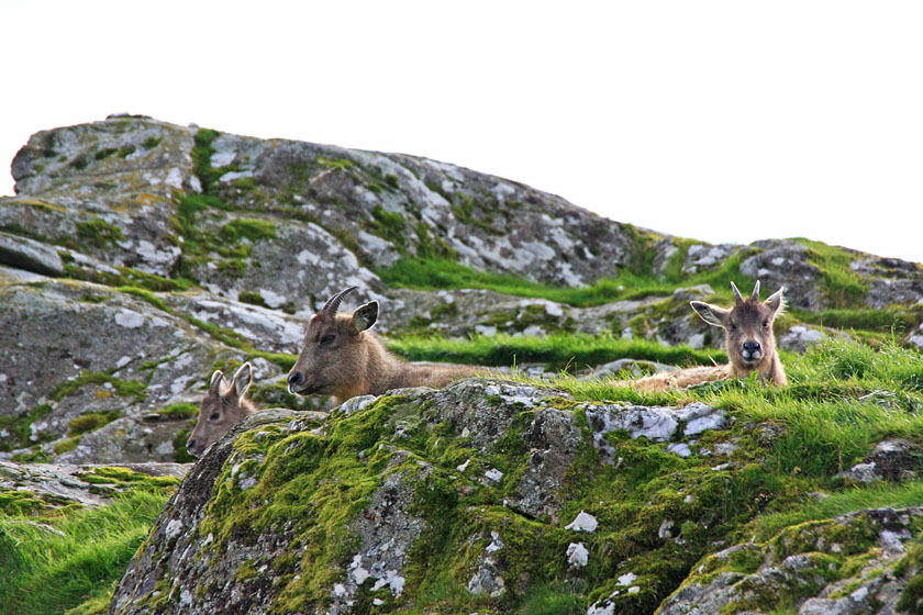 Chinese Goral at Highland Wildlife Park, Kingussie