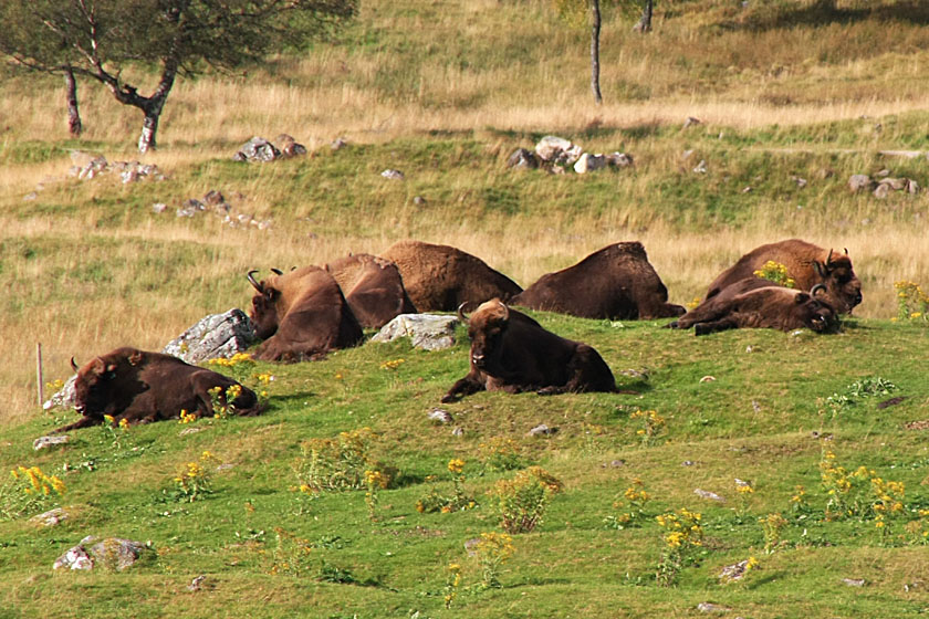 European Bison at Highland Wildlife Park, Kingussie