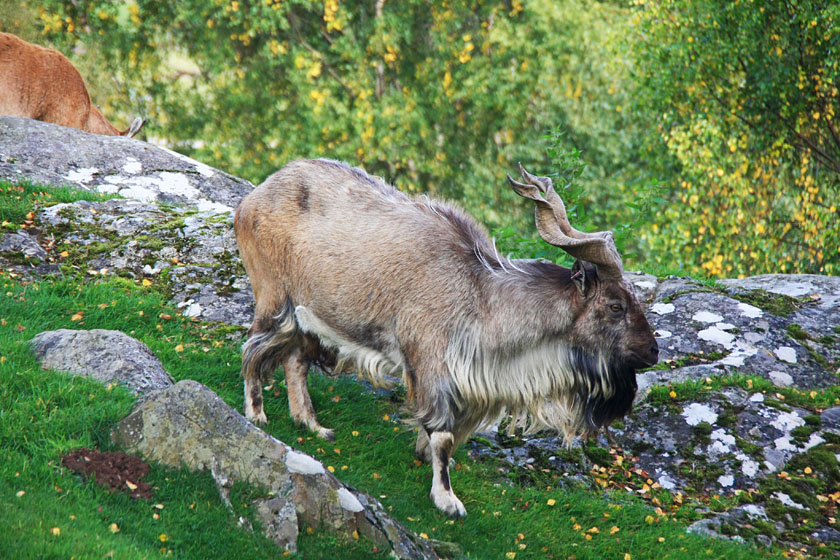 Turkmenian Markhor at Highland Wildlife Park, Kingussie