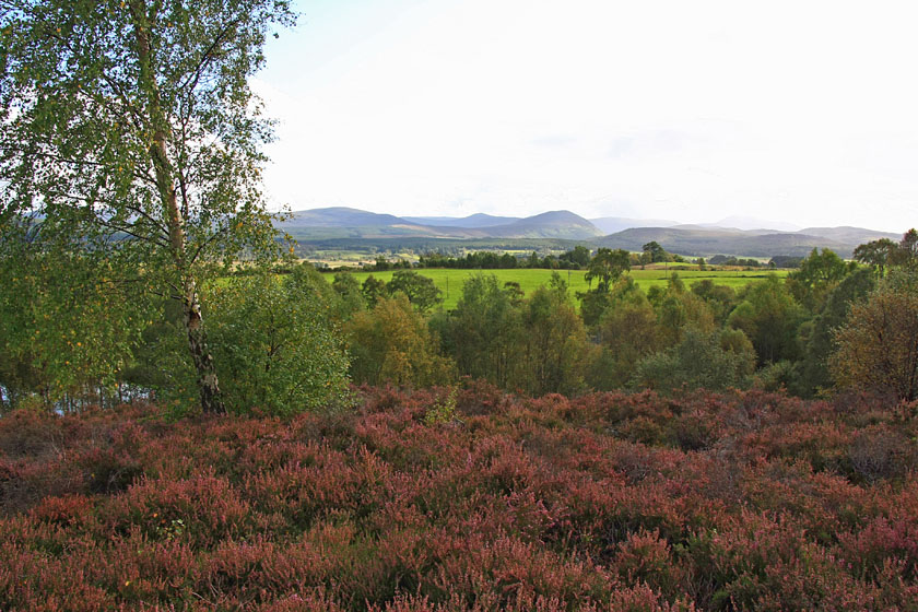 Mountain Scene from Highland Wildlife Park, Kingussie