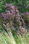 Heather Along Path to Loch Morlich, Cairngorm Mountain