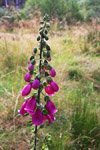 Foxglove Flower