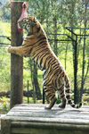 Amur Tiger at Highland Wildlife Park, Kingussie