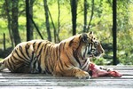 Amur Tiger at Highland Wildlife Park, Kingussie