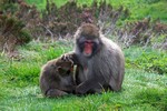 Japanese Macaque at Highland Wildlife Park, Kingussie