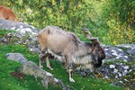 Turkmenian Markhor at Highland Wildlife Park, Kingussie