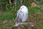 Snowy Owl at Highland Wildlife Park, Kingussie