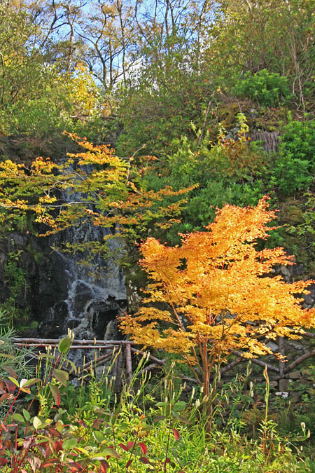 Dunvegan Castle Gardens, Dunvegan, Isle of Skye