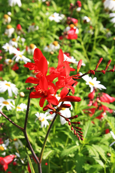 Dunvegan Castle Gardens, Dunvegan, Isle of Skye