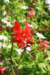 Dunvegan Castle Gardens, Dunvegan, Isle of Skye