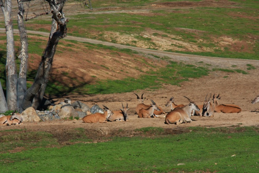 African Savanna Scene