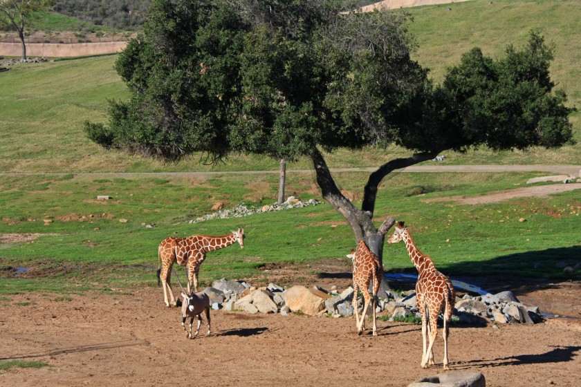 Reticulated Giraffes