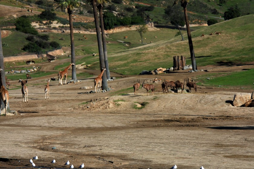 African Savanna Scene