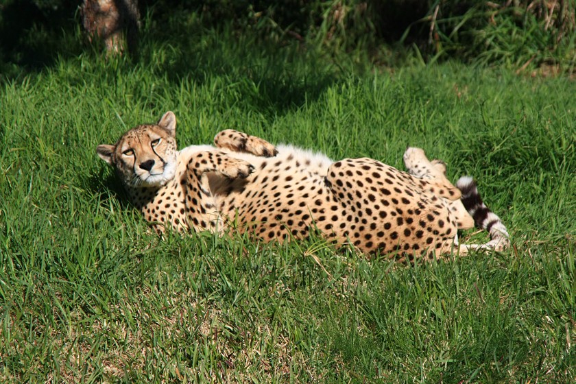 Cheetah