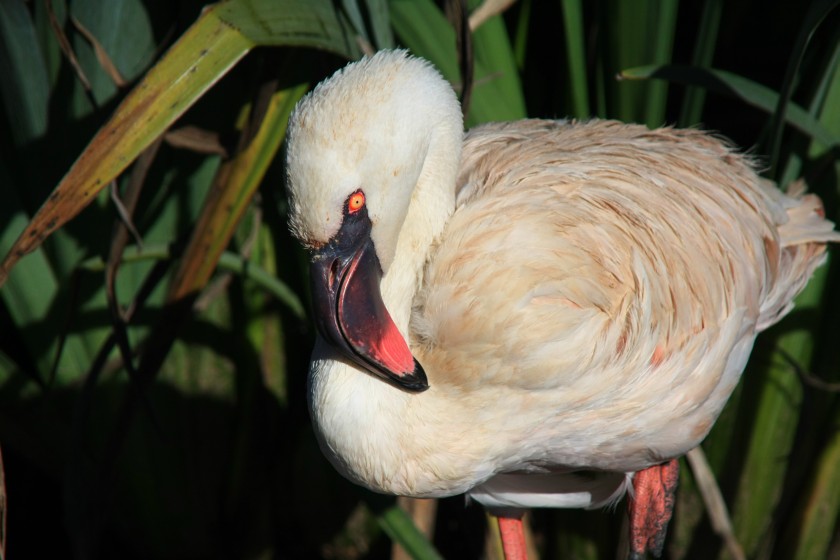 Wading Bird