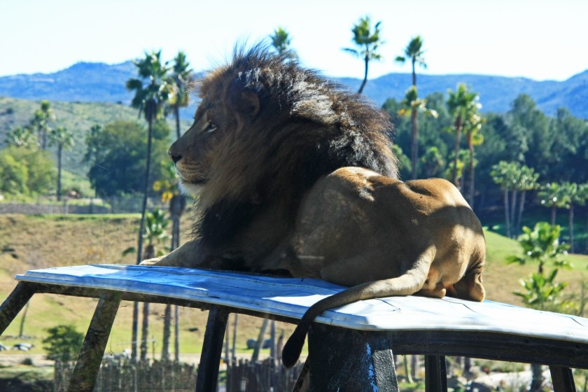 African Lion