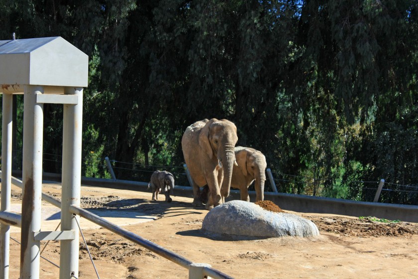 African Elephants and One-Day Old Calf