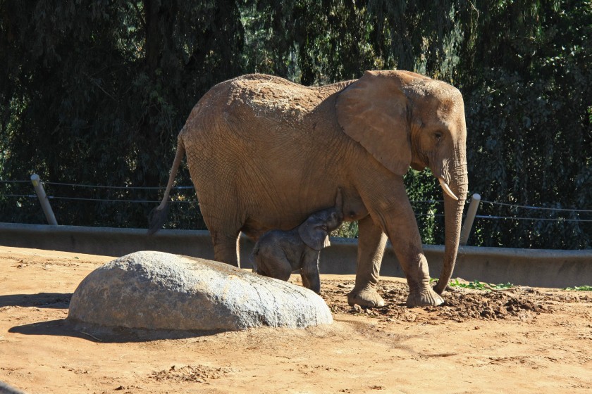 African Elephant and One-Day Old Calf