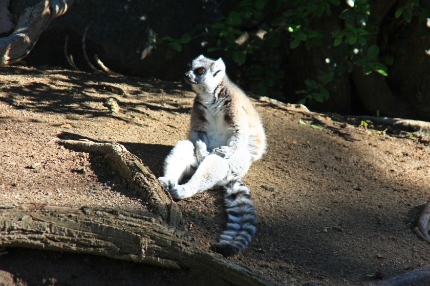 Ring-Tailed Lemur