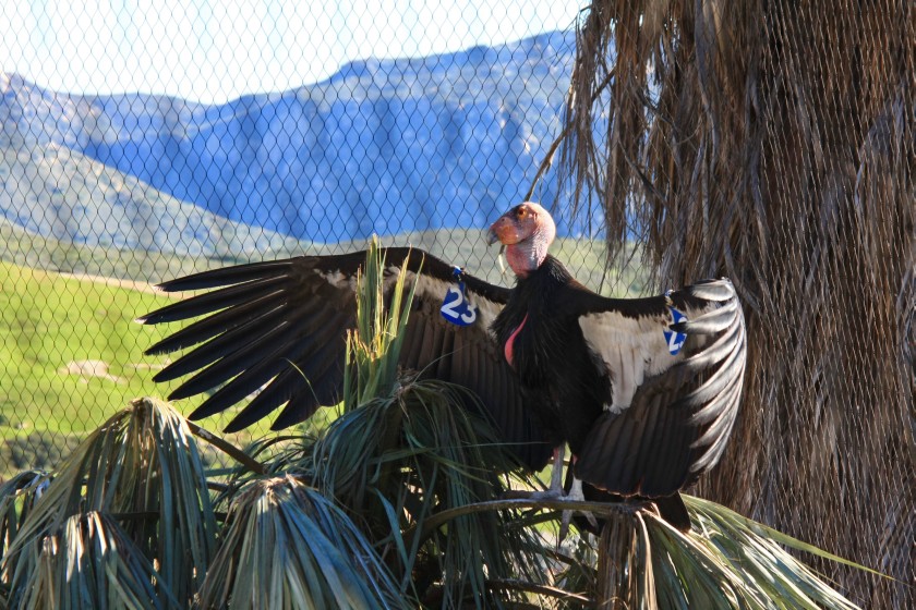 California Condor