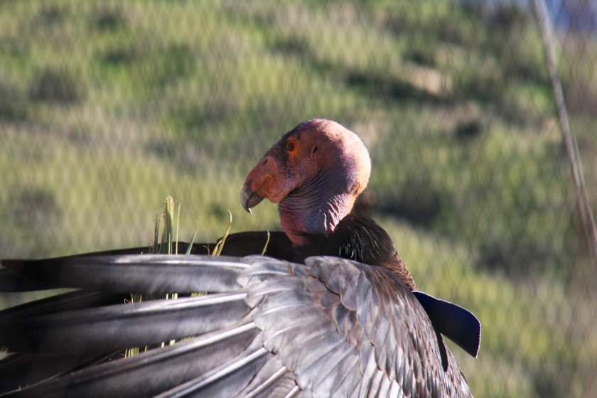 California Condor