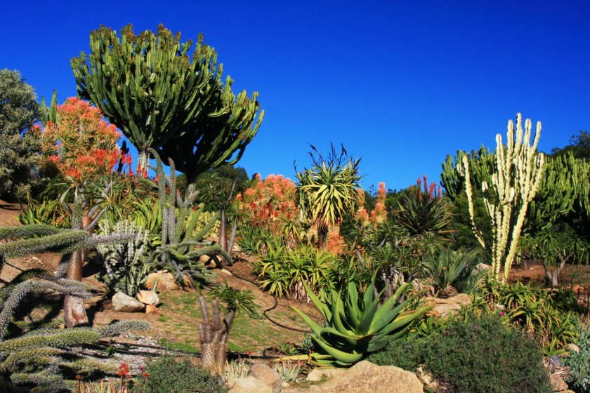 Desert Flora, SD Safari Park