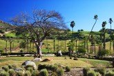 African Savanna Scene