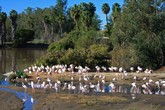 Flamingo Pond