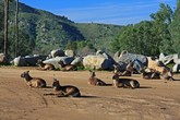 African Savanna Scene