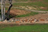 African Savanna Scene