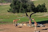 Reticulated Giraffes