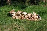 Cheetah