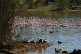 Flamingo Pond